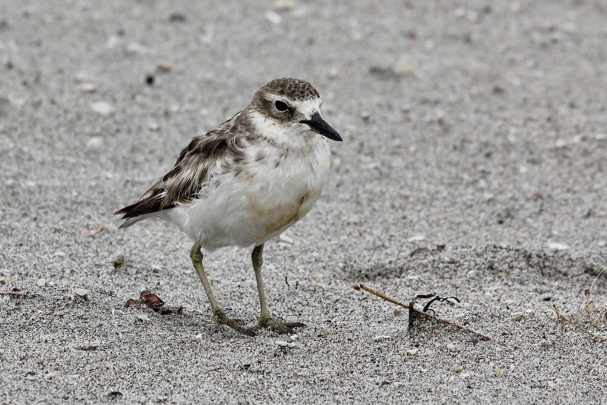 Red-breasted Dotterel - ML627415454