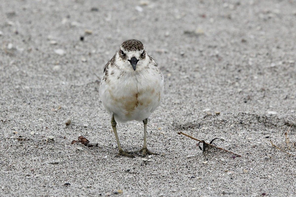 Red-breasted Dotterel - ML627415455