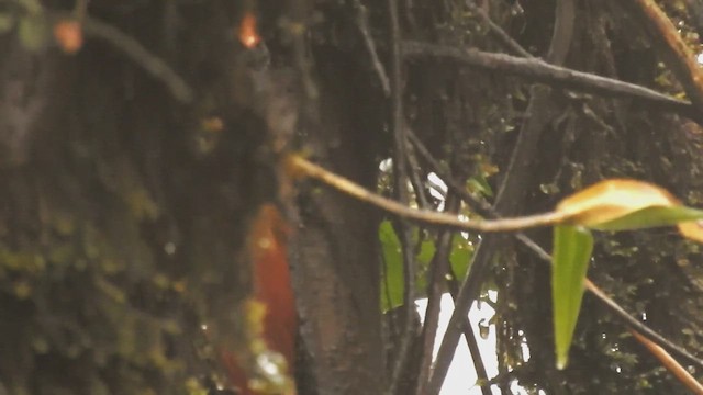 Greater Scythebill - ML627415467