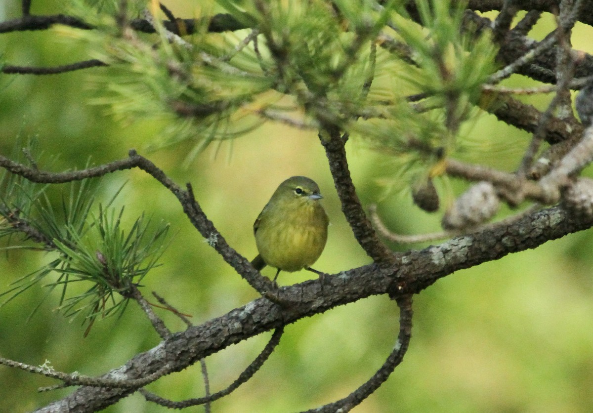 Orange-crowned Warbler (lutescens) - ML627415517