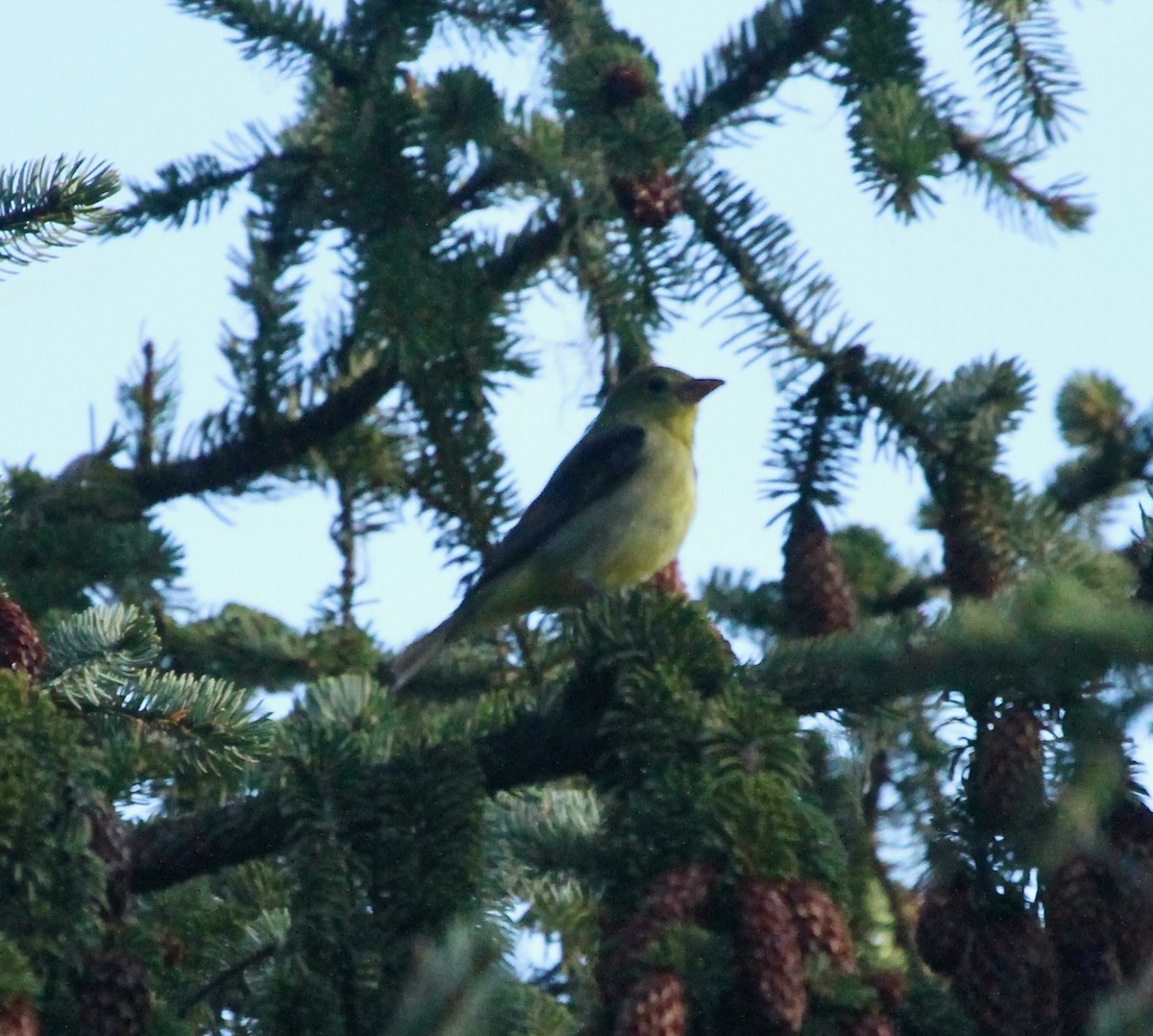 Scarlet Tanager - ML627415535