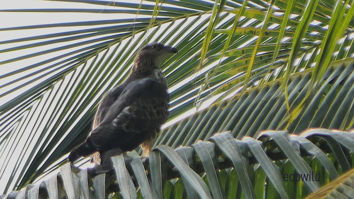 Oriental Honey-buzzard - ML627415599