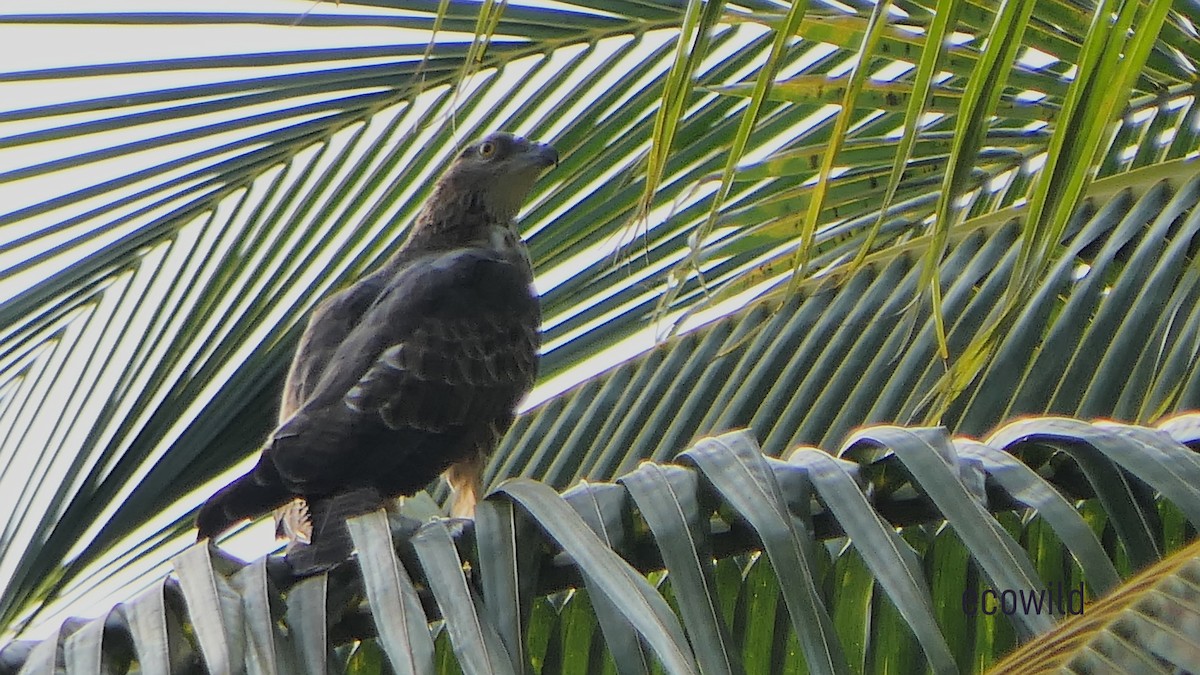 Oriental Honey-buzzard - ML627415600