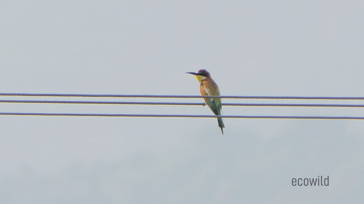 European Bee-eater - ML627415639