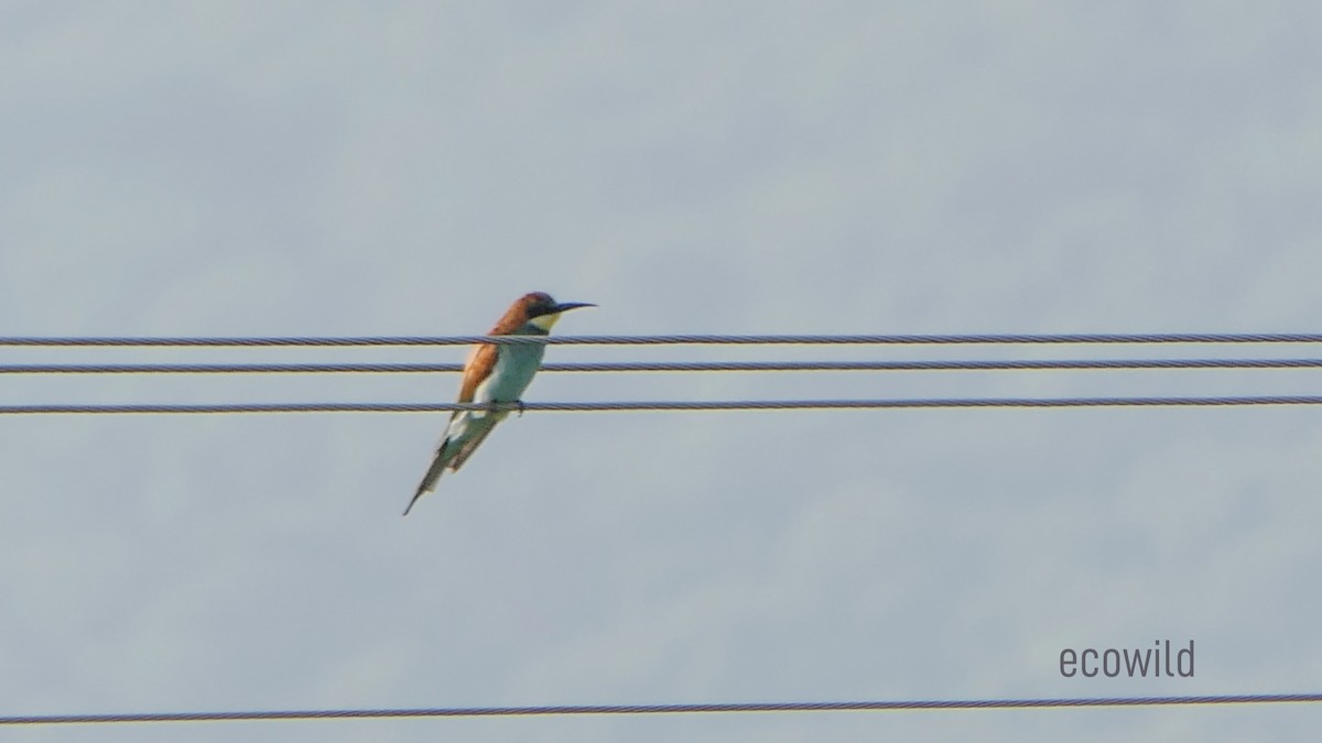 European Bee-eater - ML627415640