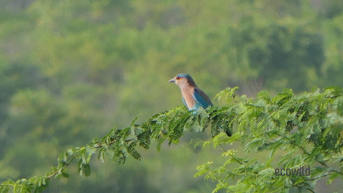 Indian Roller - ML627415703