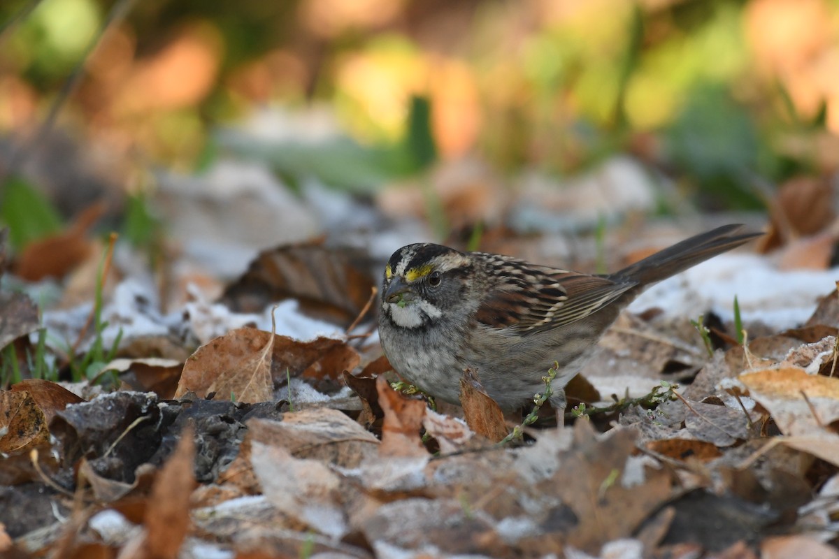 White-throated Sparrow - ML627415719