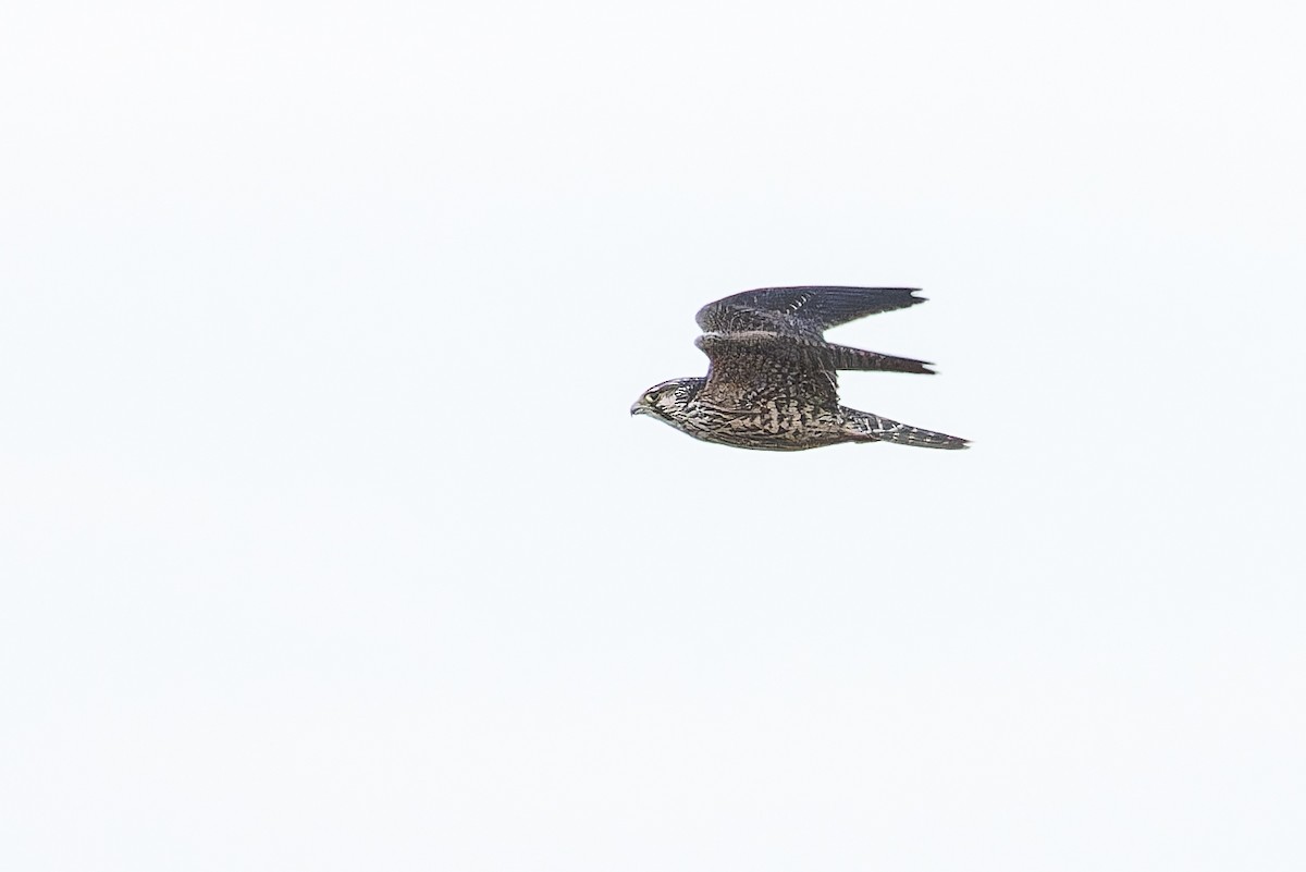 Peregrine Falcon (Tundra) - ML627415727