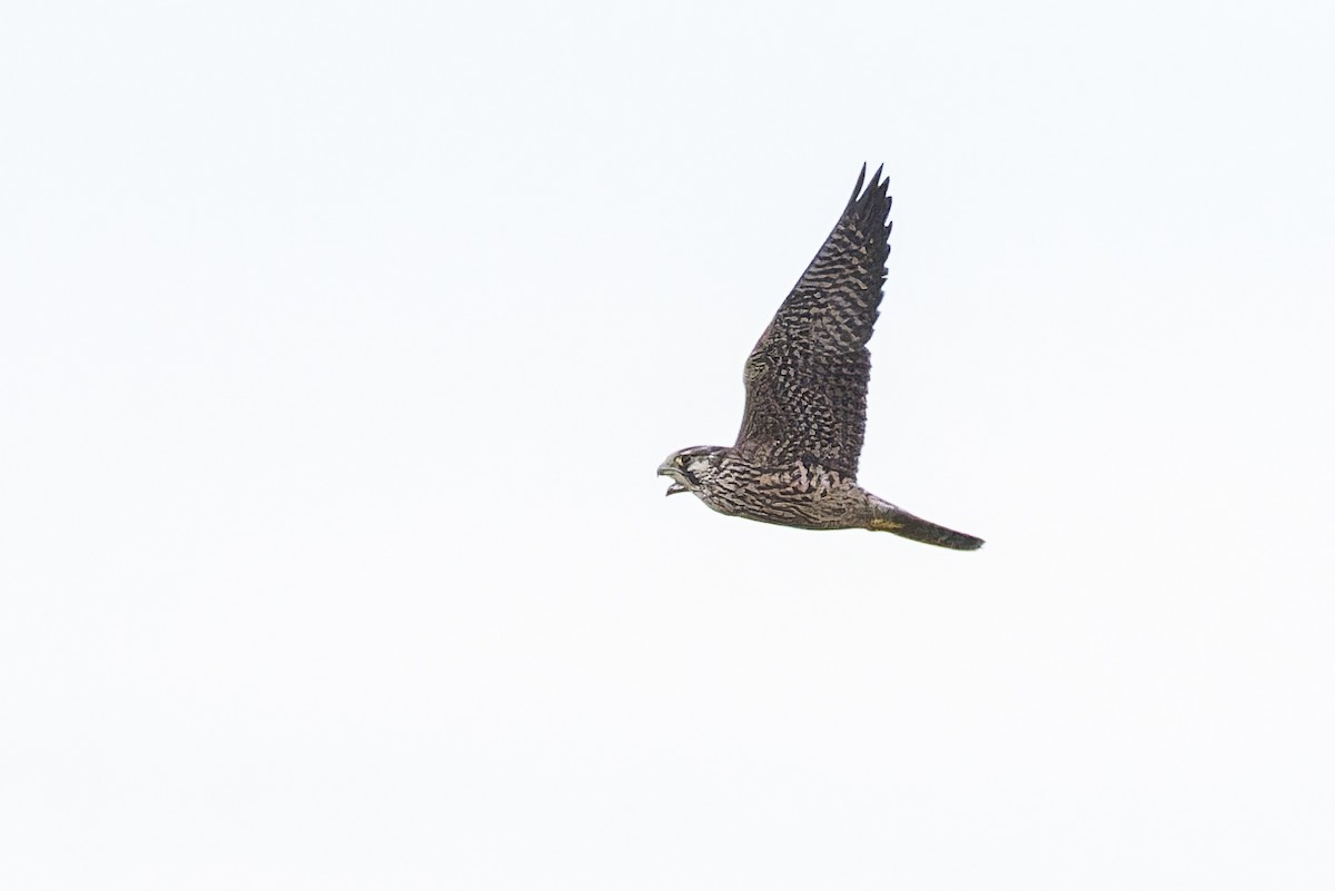 Peregrine Falcon (Tundra) - ML627415728