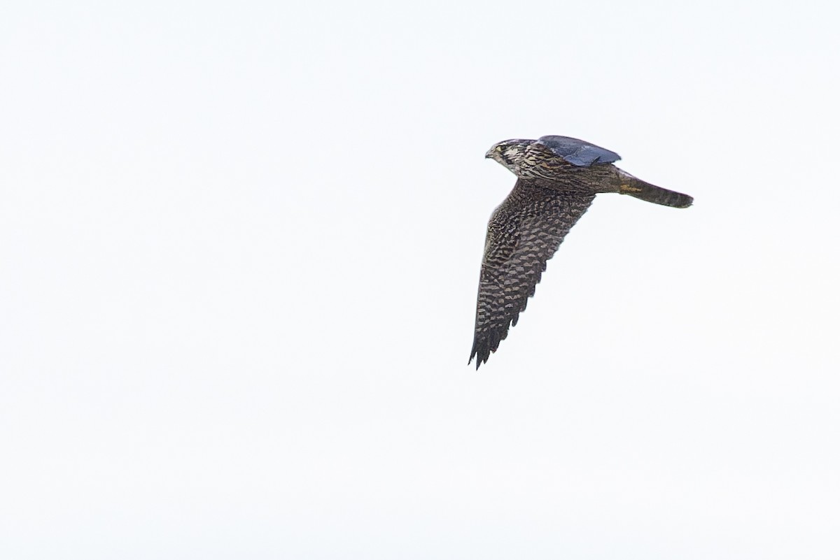 Peregrine Falcon (Tundra) - ML627415729