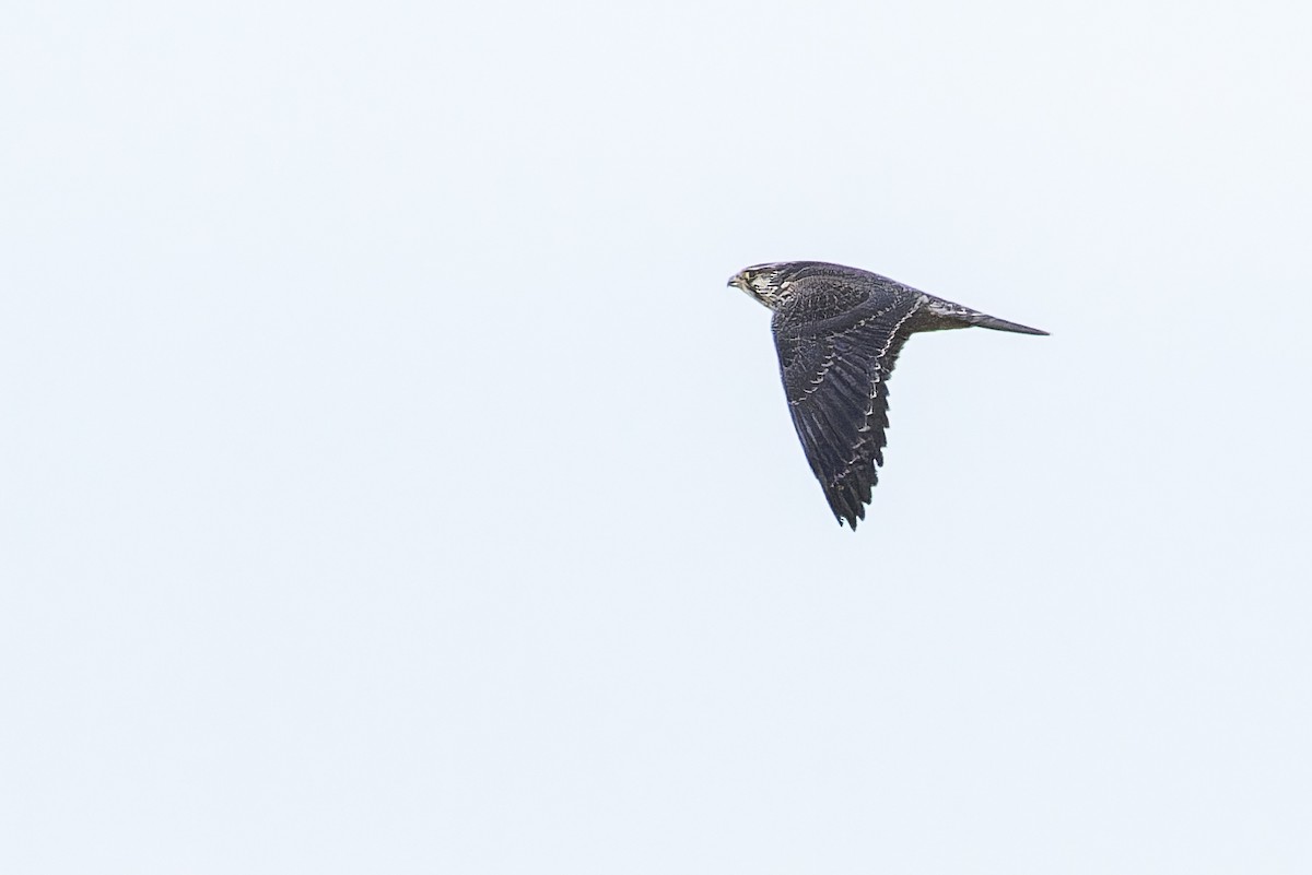 Peregrine Falcon (Tundra) - ML627415730