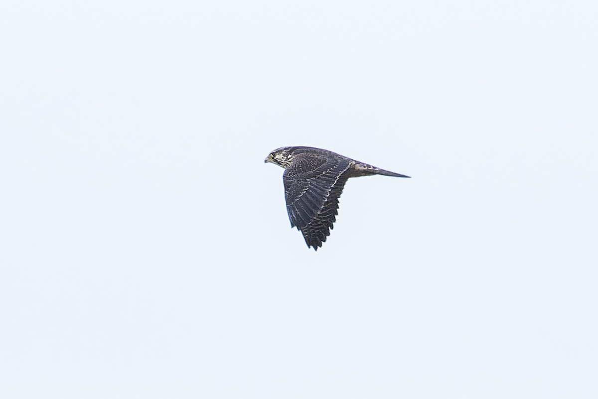 Peregrine Falcon (Tundra) - ML627415731