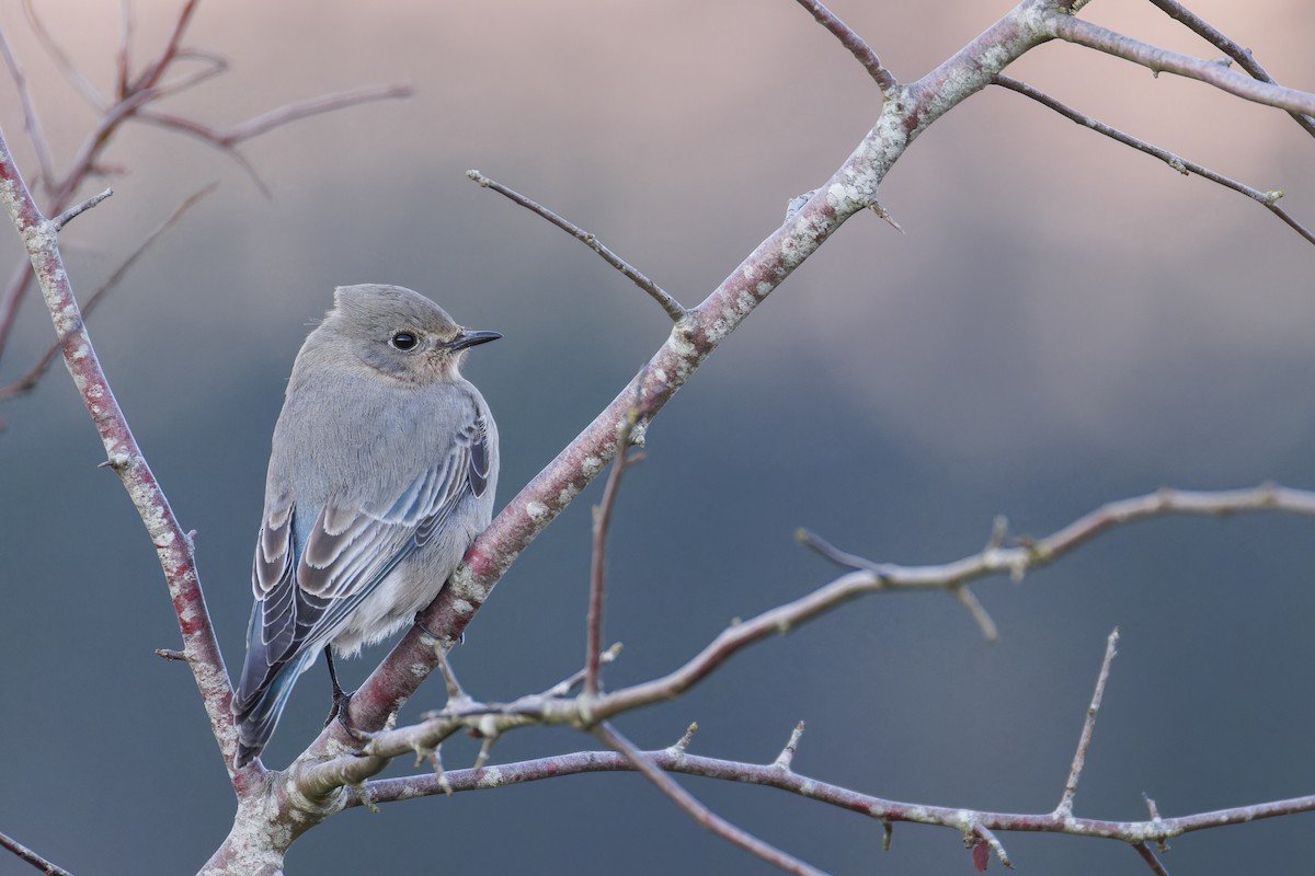 Mountain Bluebird - ML627415735