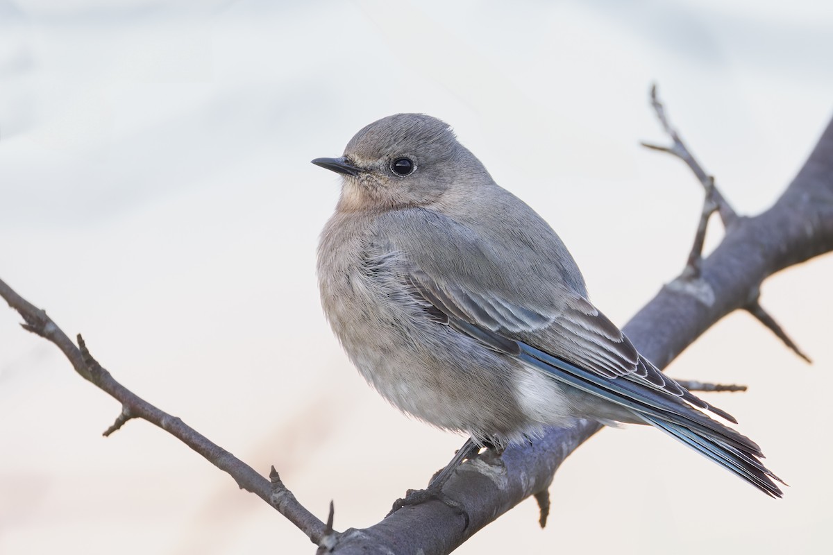 Mountain Bluebird - ML627415736