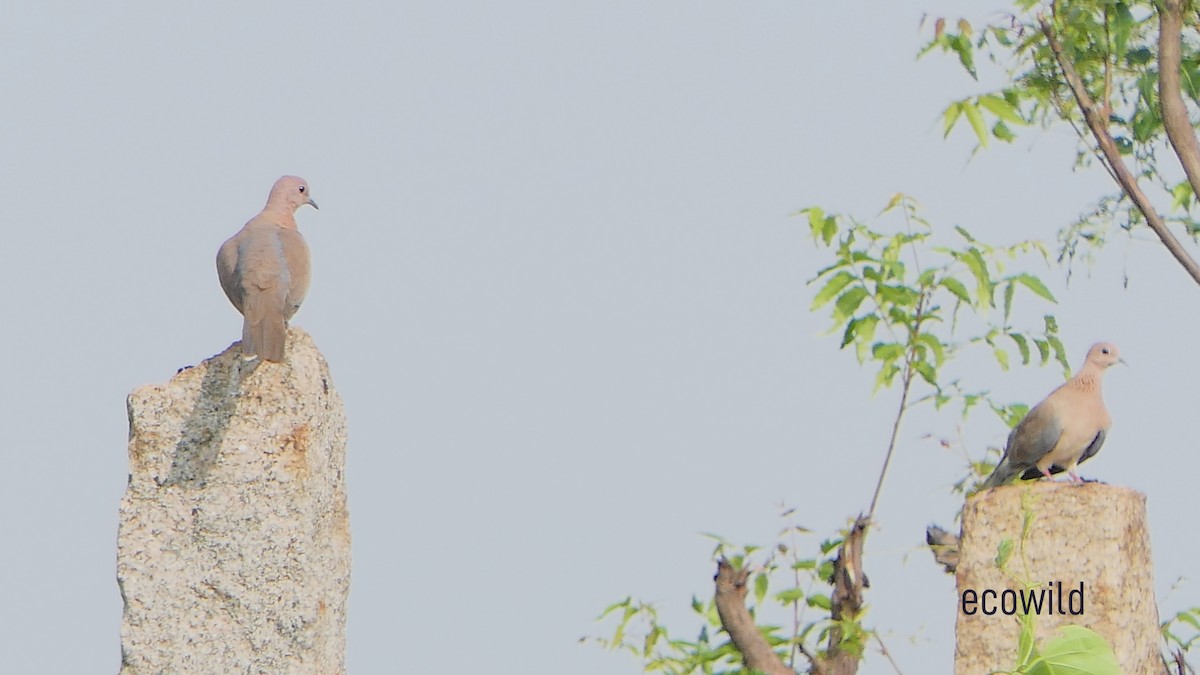 Laughing Dove - ML627415755