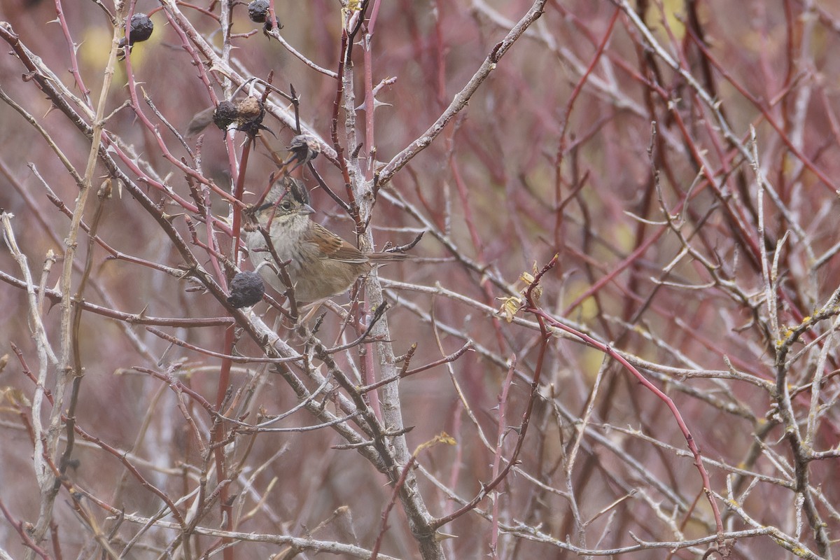 Swamp Sparrow - ML627415768