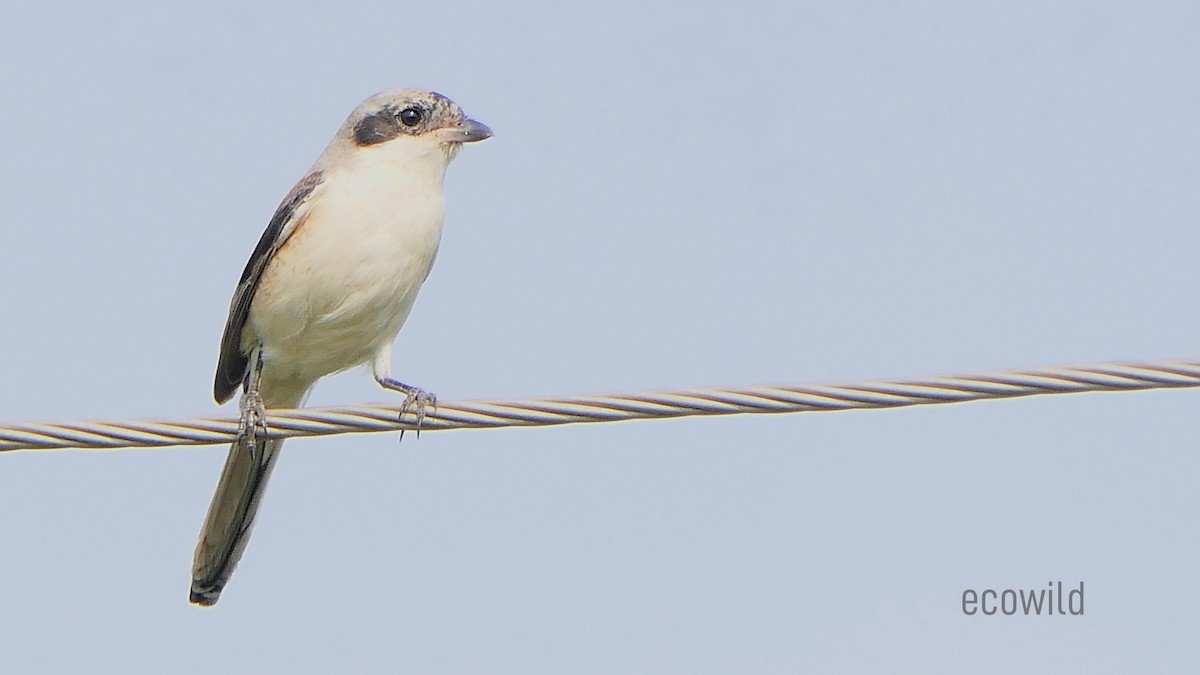 Bay-backed Shrike - ML627415789