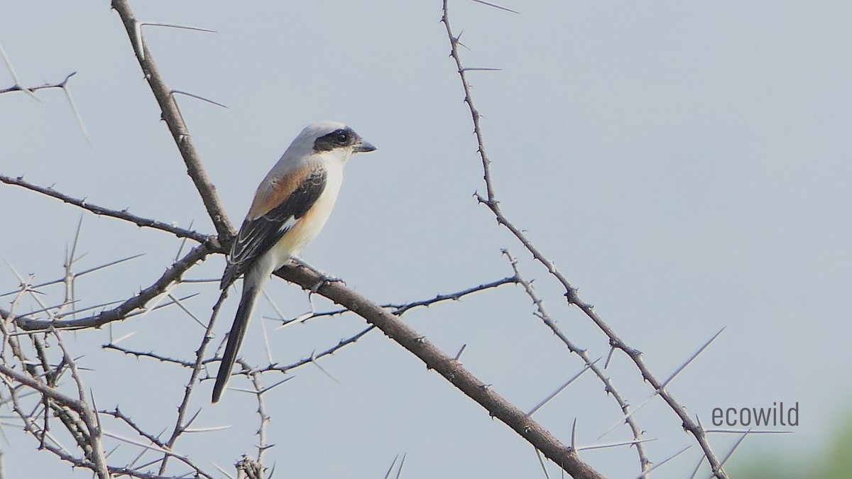 Bay-backed Shrike - ML627415790