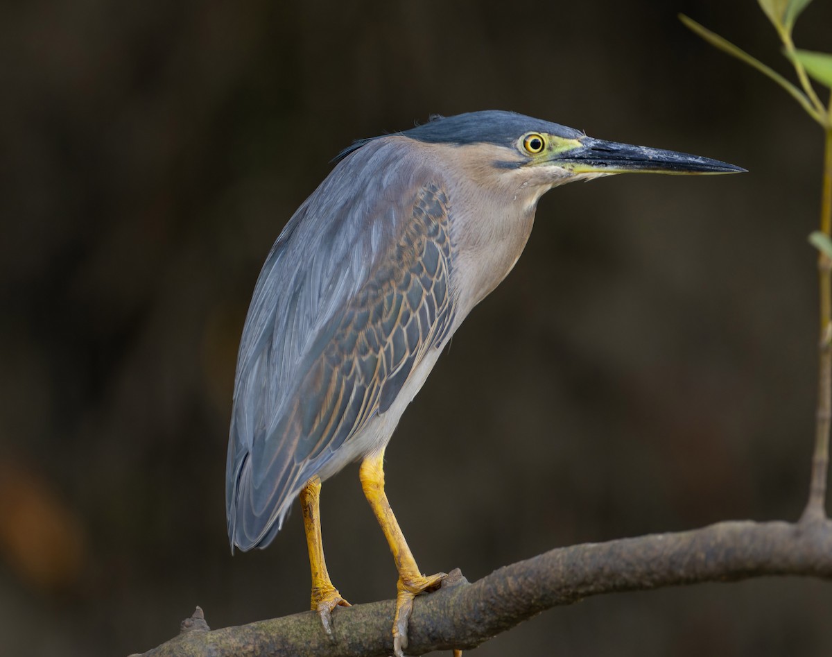 Striated Heron - ML627415926
