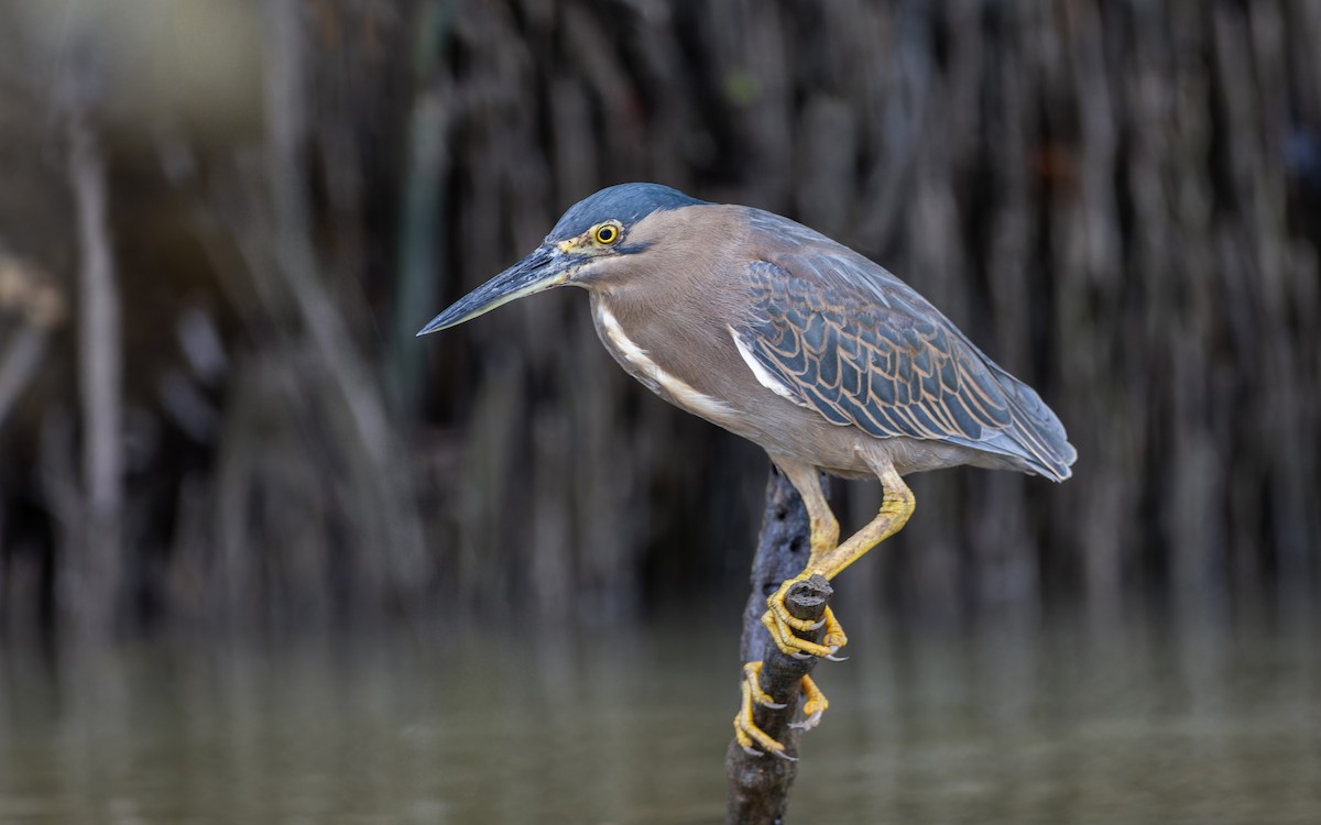 Striated Heron - ML627415943