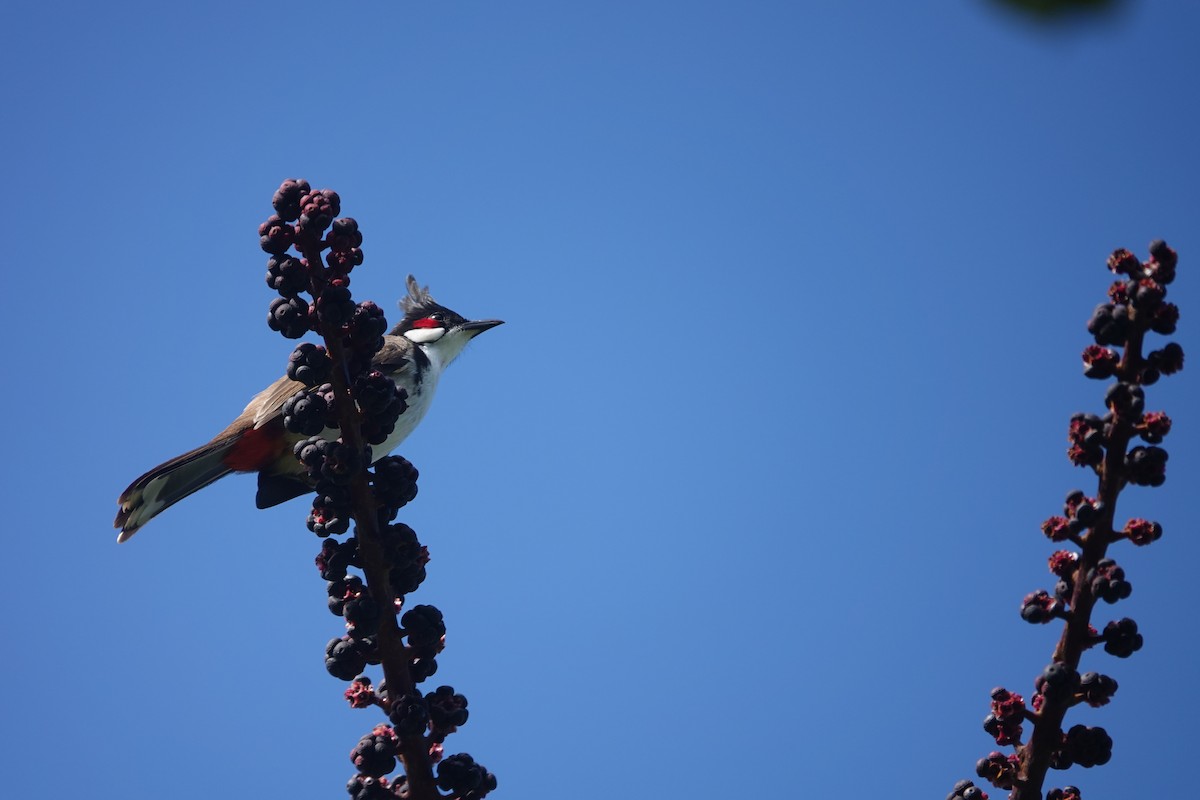 Red-whiskered Bulbul - ML627416062