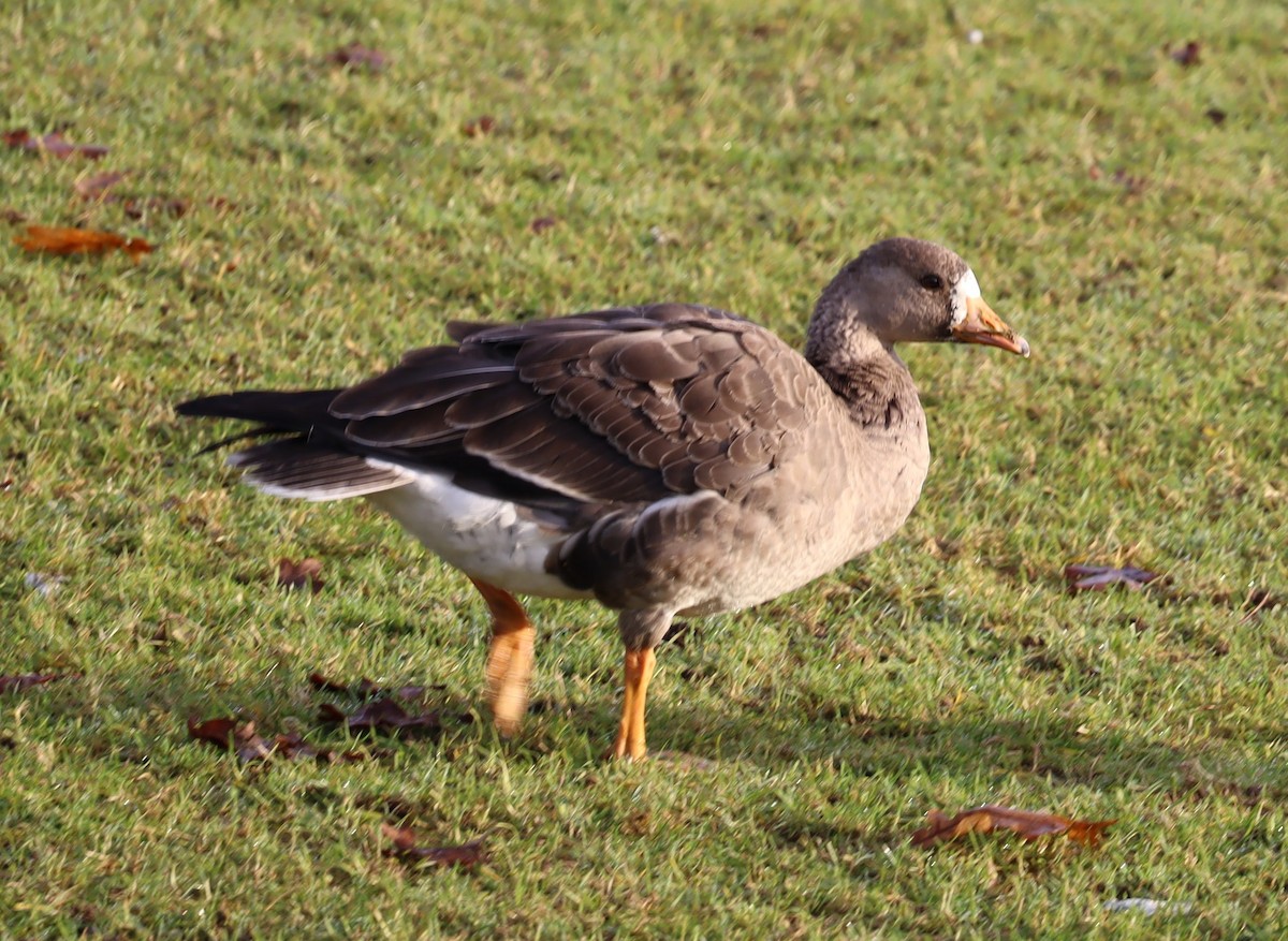 Greater White-fronted Goose - ML627416104