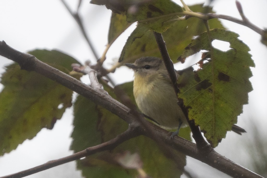 Philadelphia Vireo - ML627416132