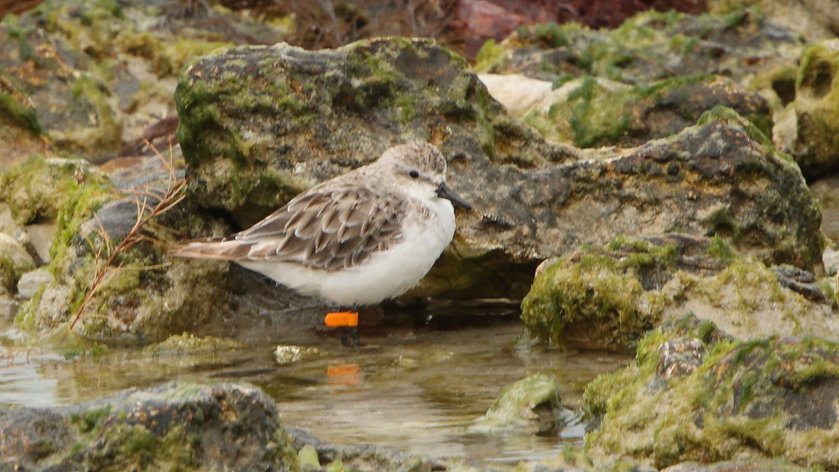 Побережник рудоголовий - ML627416279