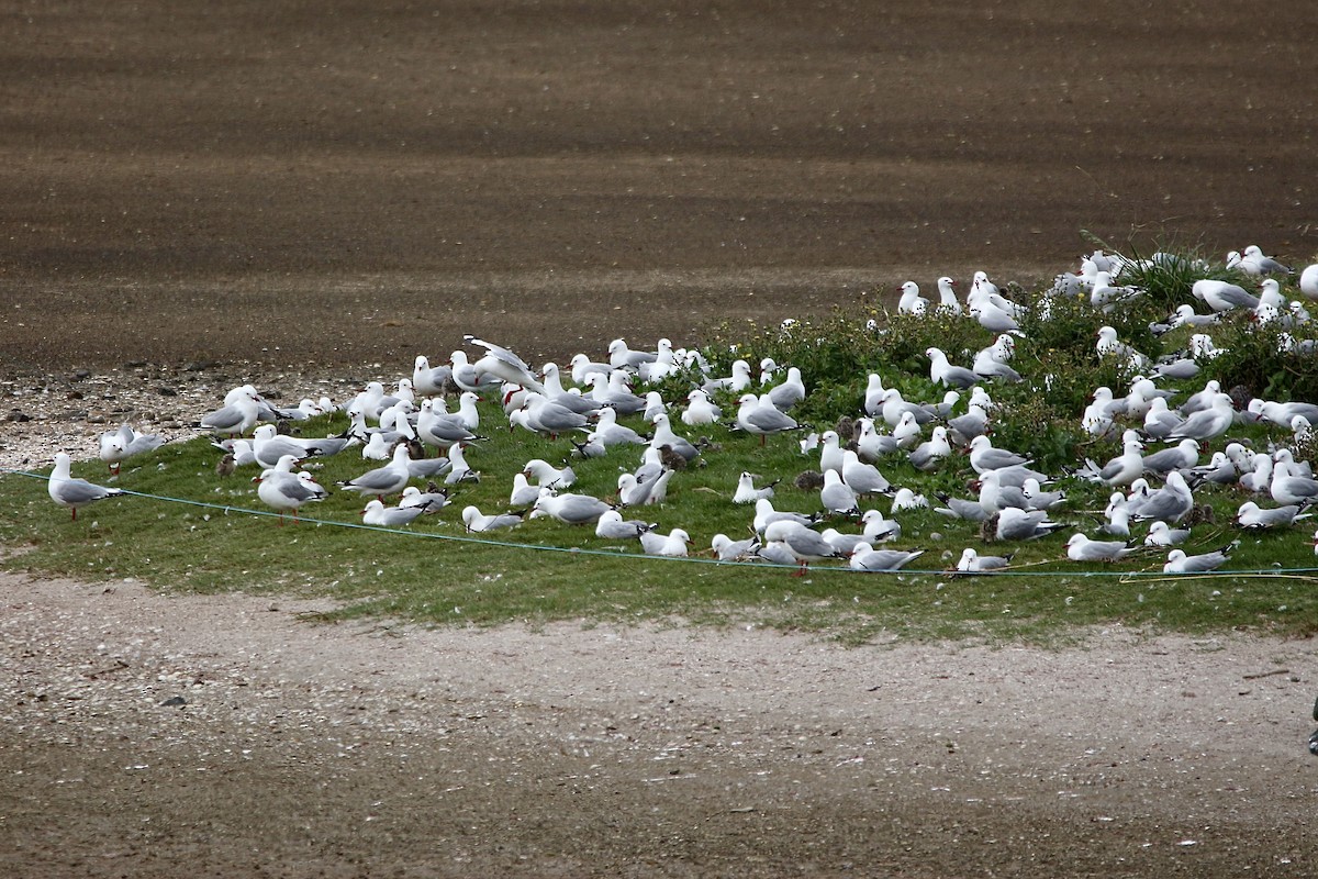 Silver Gull - ML627416340