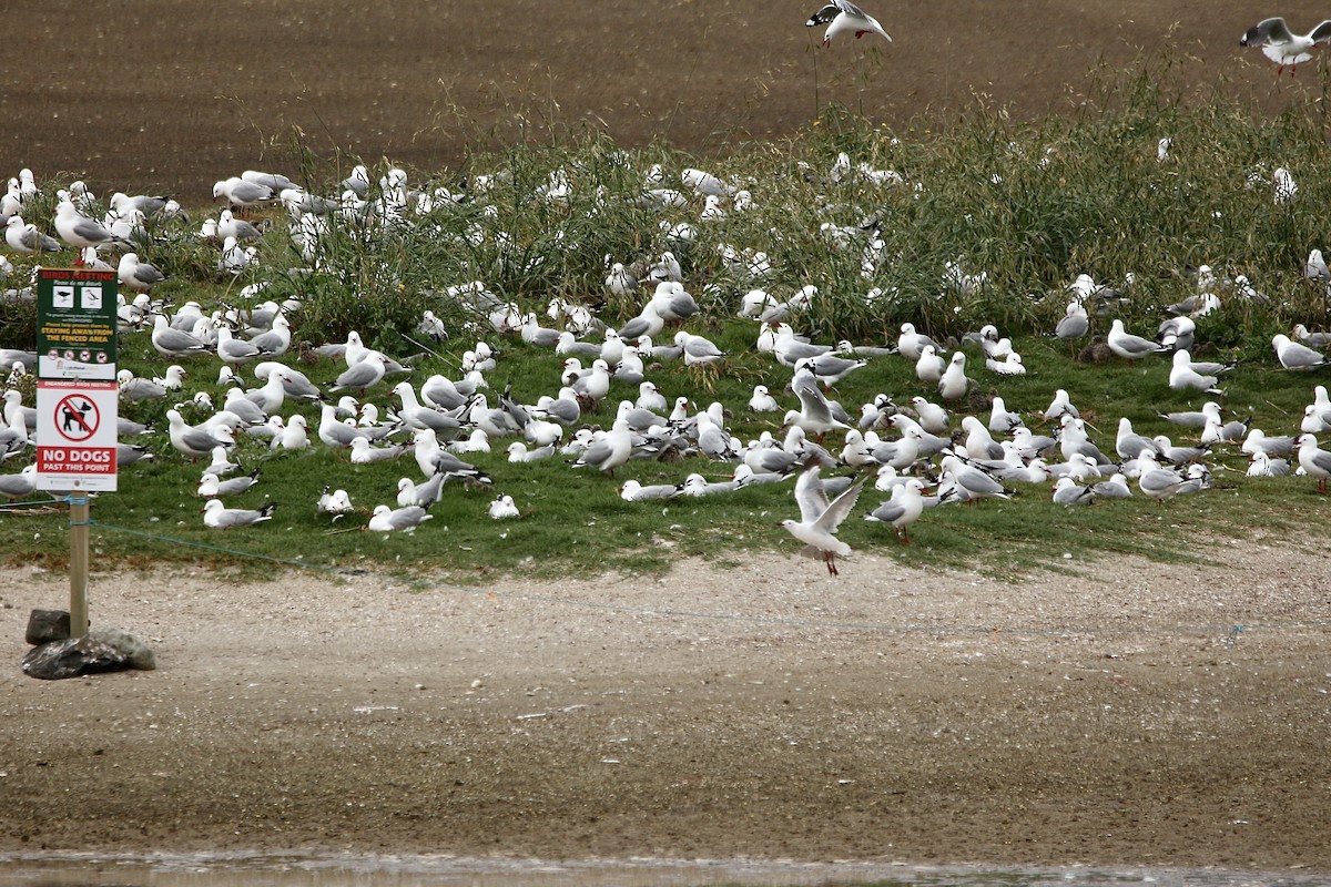 Silver Gull - ML627416342