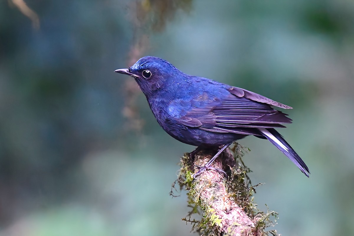 White-tailed Robin - ML627416343