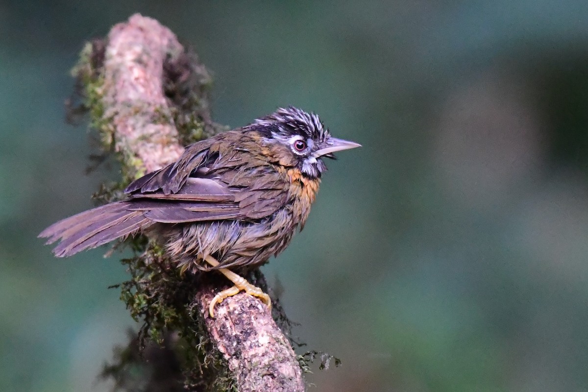 Gray-throated Babbler - ML627416360
