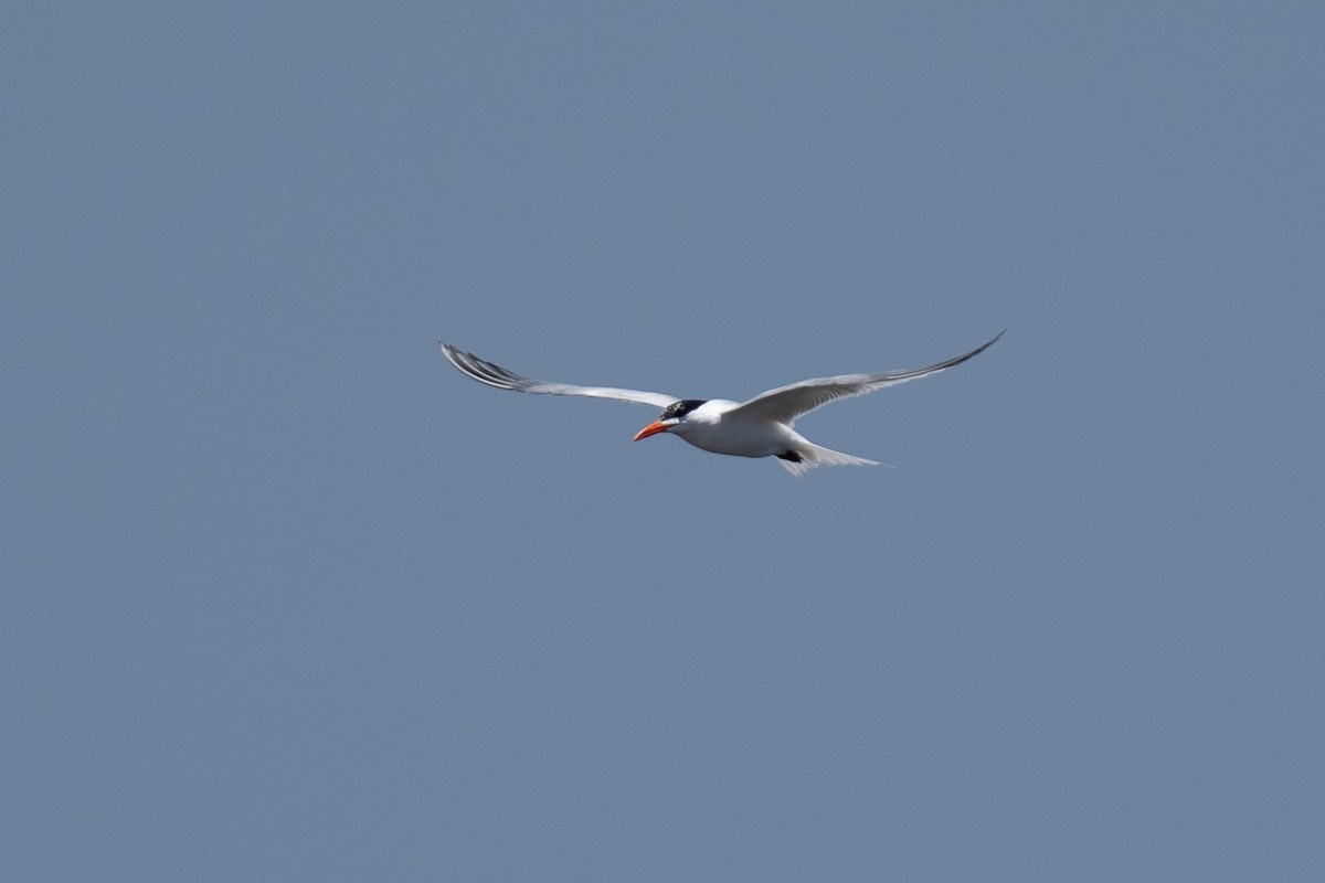 Royal Tern - ML627416427
