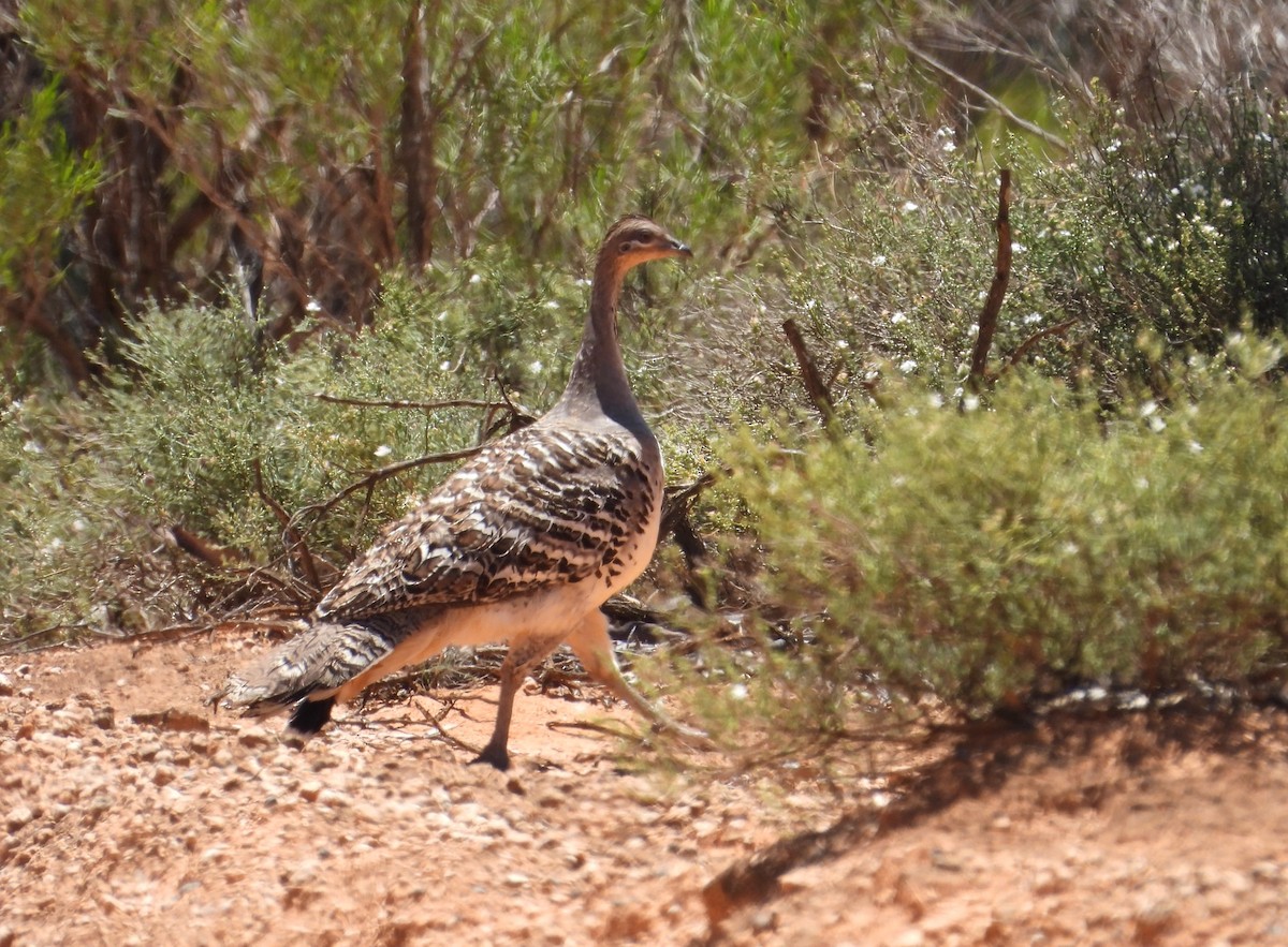 Malleefowl - ML627416778
