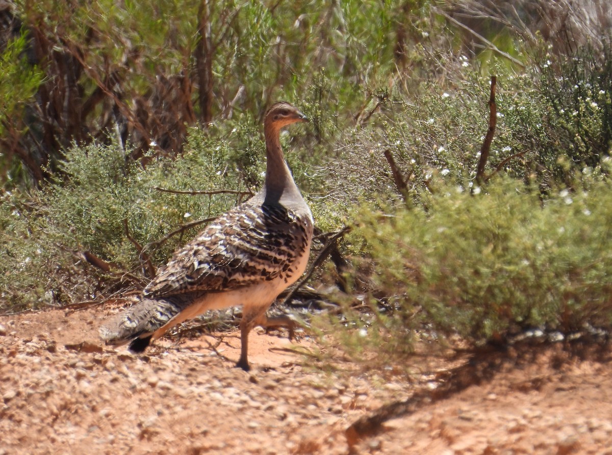 Malleefowl - ML627416779