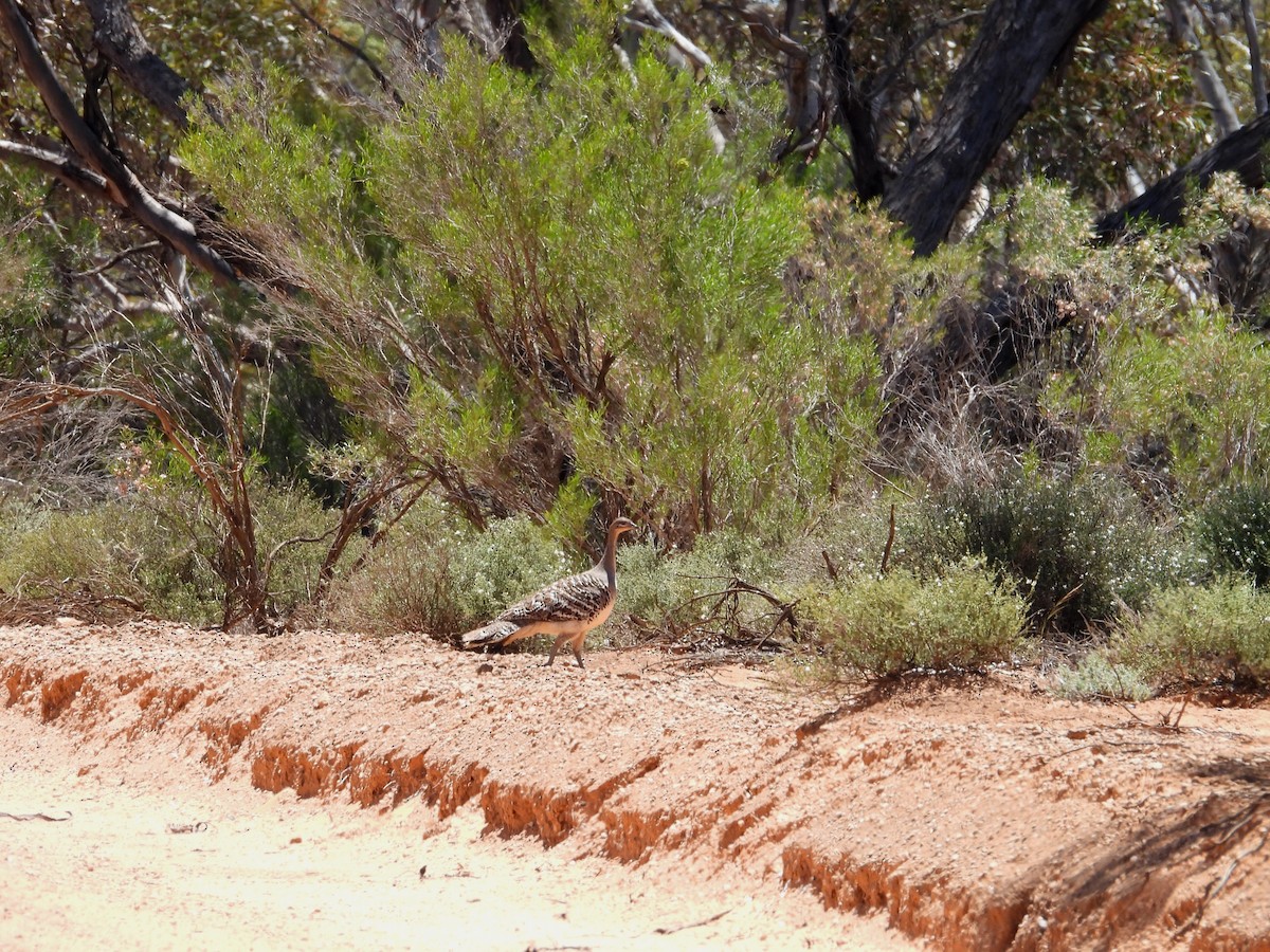 Malleefowl - ML627416780