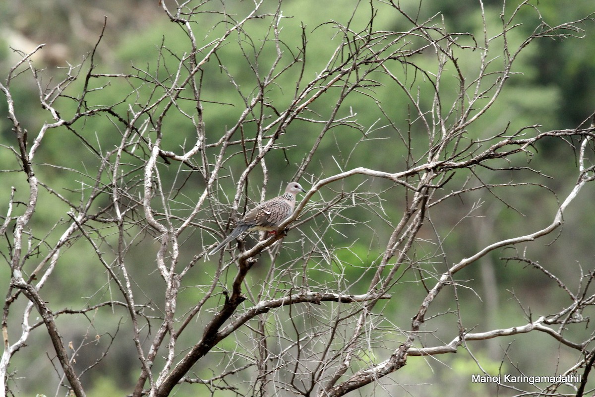 珠頸斑鳩 - ML62741681