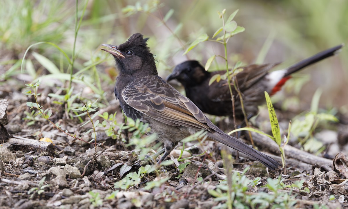 Bulbul à ventre rouge - ML627416848