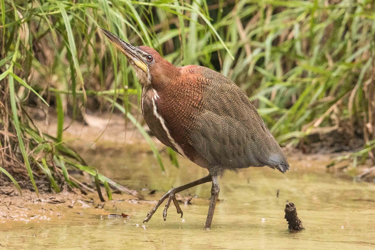 Rufescent Tiger-Heron - ML62741691