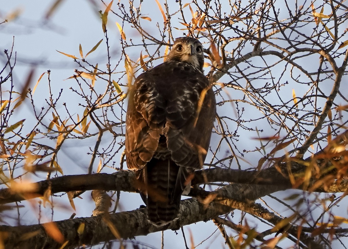 Red-tailed Hawk - ML627416928