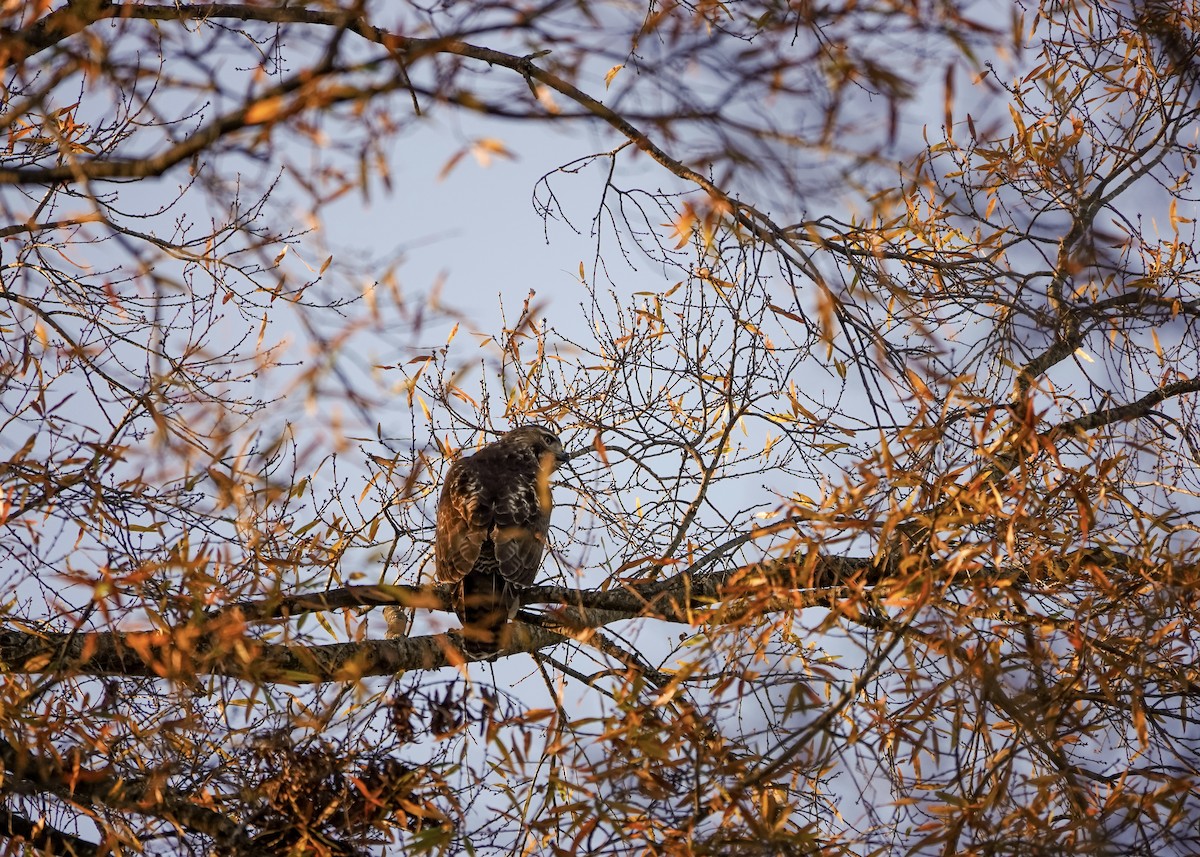 Red-tailed Hawk - ML627416929