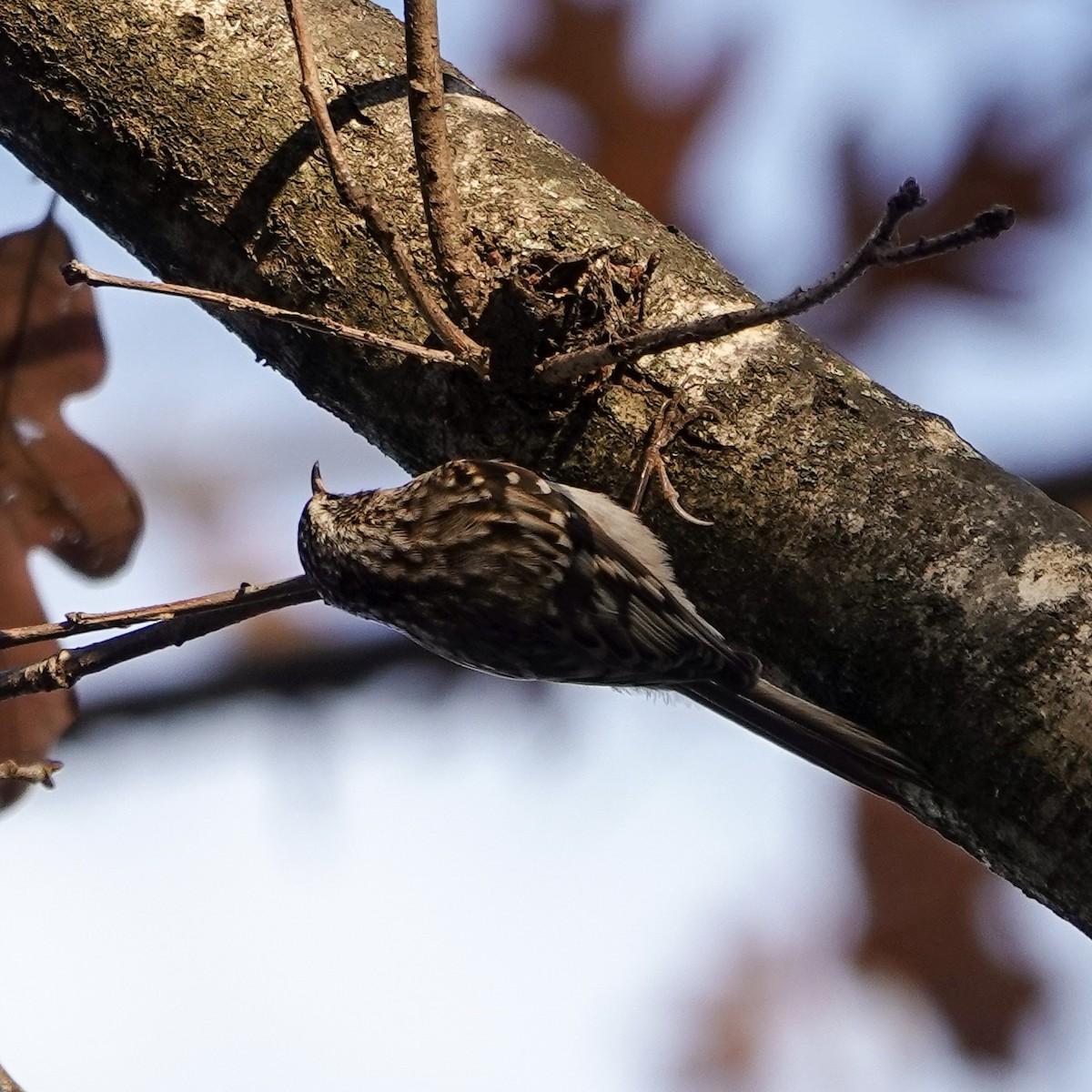 Brown Creeper - ML627416943