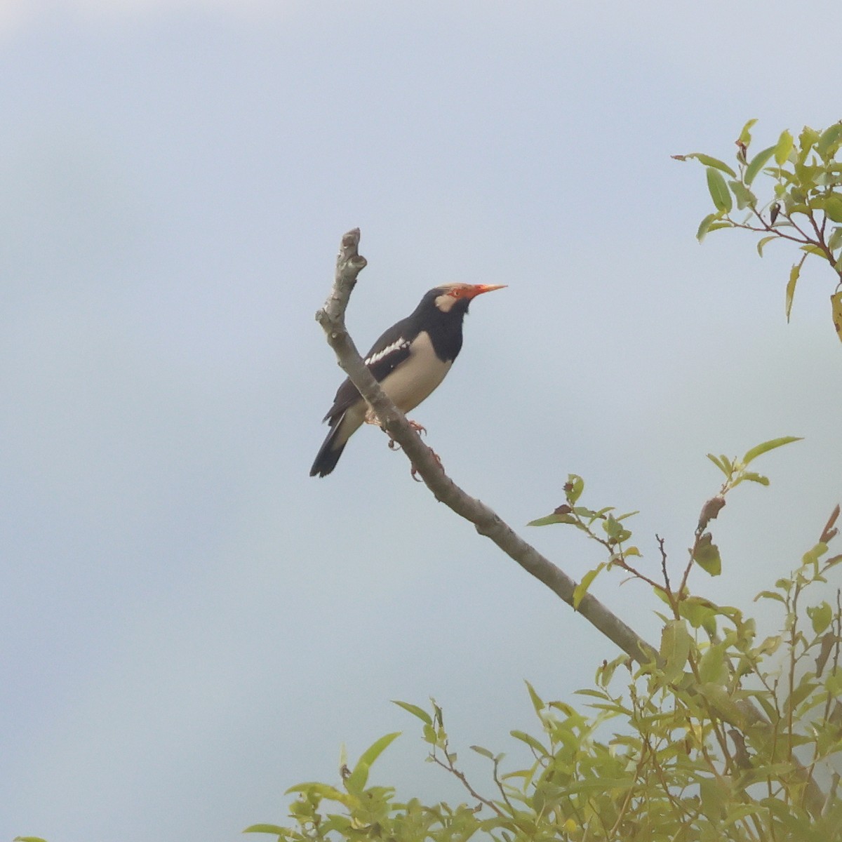 Siamese Pied Starling - ML627416960