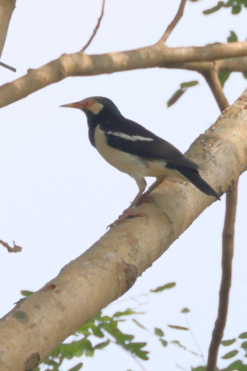 Siamese Pied Starling - ML627416961