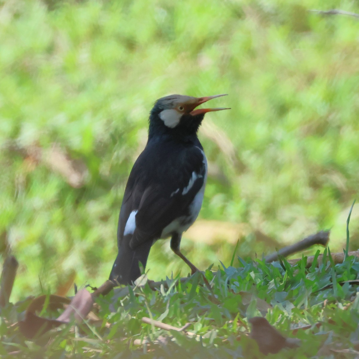 Siamese Pied Starling - ML627416962