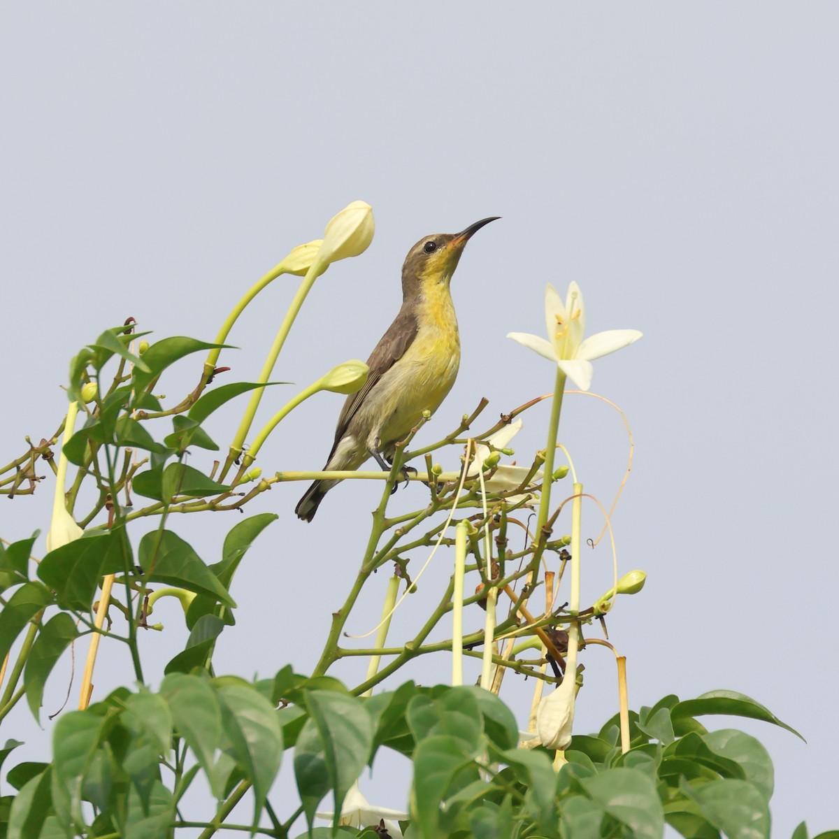 Ornate Sunbird - ML627416981