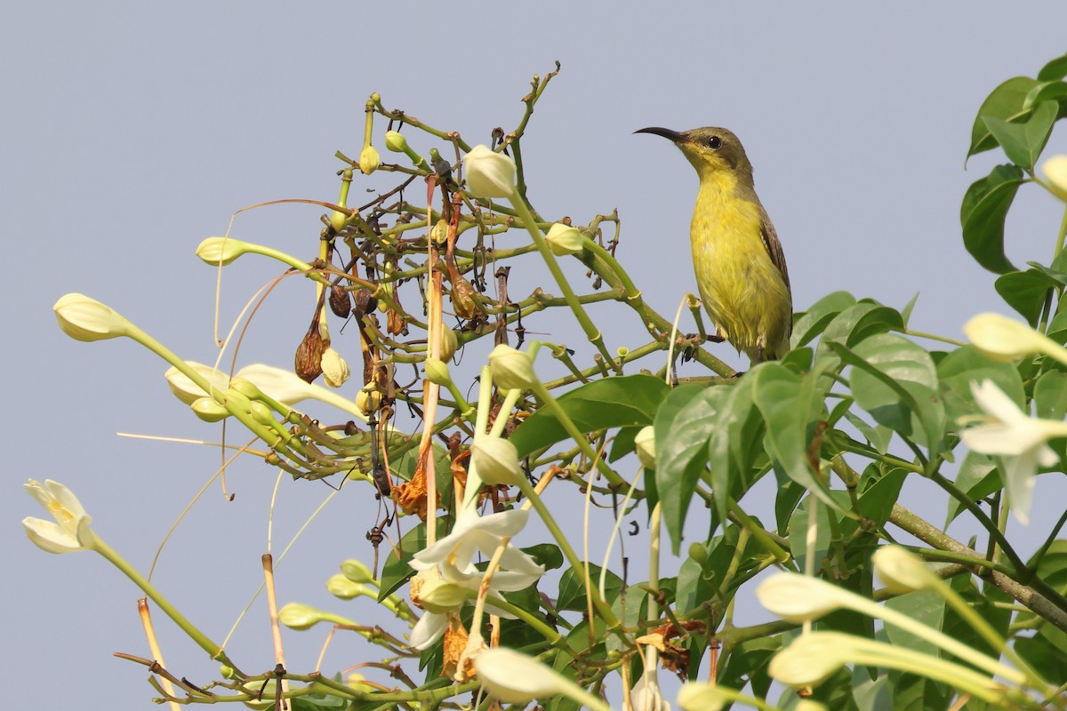 Ornate Sunbird - ML627416982