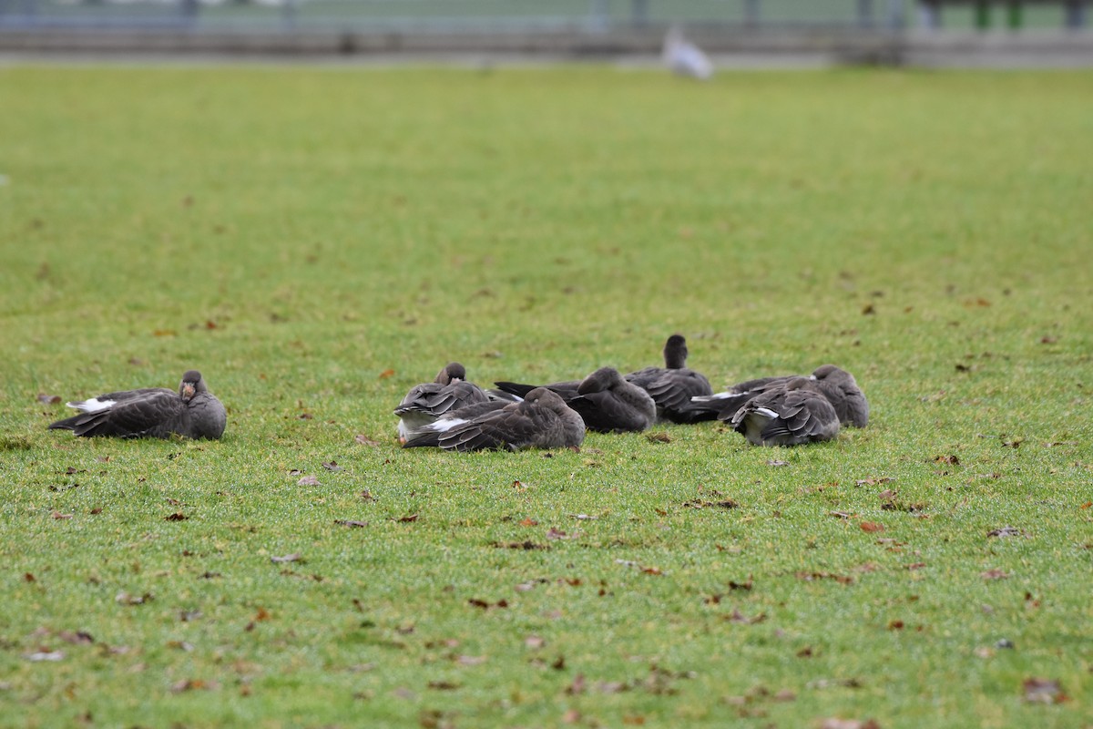 Greater White-fronted Goose - ML627417005