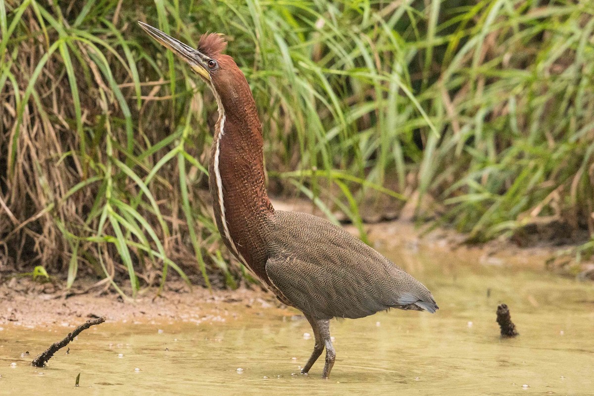 Rufescent Tiger-Heron - ML62741731