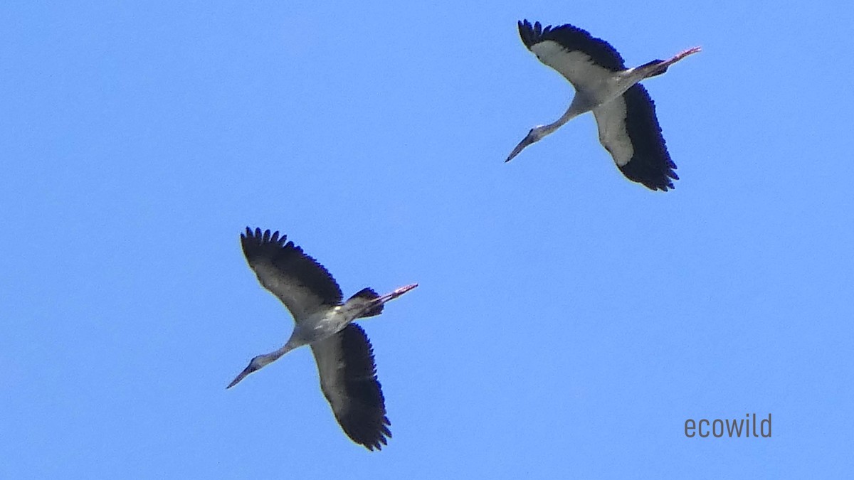 Asian Openbill - ML627417317